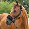 Coldstream Middleton Air Flow Head Collar &amp; Lead Rope - Cob additional 2