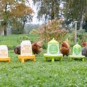 Plastic Poultry Drinker with Motif Ladies additional 3