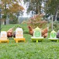 Plastic Poultry Drinker with Motif Ladies additional 2