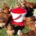 Poultry Drinker Bucket 12L additional 2