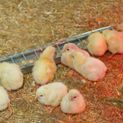 Chick Feed Trough 50cm additional 2