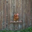 Chicken Swing additional 4