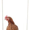 Chicken Swing additional 2