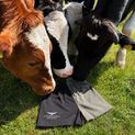 Longhorn Shropshire Shearing Shorts - Black/Khaki Green additional 2