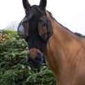 Equi-Sential SoftFit Plus Fly Mask additional 2