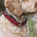 Mackey Padded Leather Dog Collar (X Small) additional 5