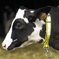 Calf Nylon Collar additional 1