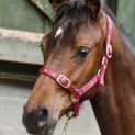 Economy Web Headcollar additional 2