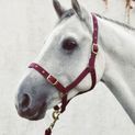 Economy Web Headcollar additional 7