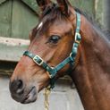 Economy Web Headcollar additional 1