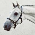 Economy Web Headcollar additional 6