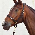 Economy Web Headcollar additional 3