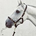 Economy Web Headcollar additional 4