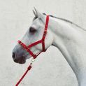 Economy Web Headcollar additional 5