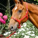 Economy Headcollar &amp; Leadrope Set additional 3