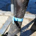 Shoof MK2 Quick Leg Strap additional 2