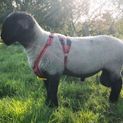 Matingmark Deluxe Ram Harness additional 2