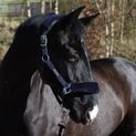 Whitaker Hc170 Leyburn Headcollar &amp; Lead Rope Navy additional 1