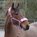 Whitaker Hc170 Leyburn Headcollar &amp; Lead Rope Pink additional 3