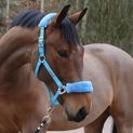 Whitaker Hc170 Leyburn Headcollar &amp; Lead Rope Turquoise additional 2