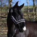 Whitaker Hc171 Holmfirth Furry Headcollar &amp; Lead Rope Black additional 3