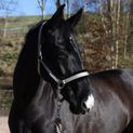 Whitaker Hc171 Holmfirth Furry Headcollar &amp; Lead Rope Taupe additional 1
