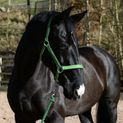 Whitaker Hc172 Pockley Padded Headcollar Green additional 3