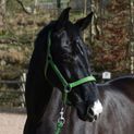 Whitaker Hc172 Pockley Padded Headcollar Green additional 2