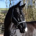 Whitaker Hc172 Pockley Padded Headcollar Grey additional 2