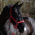 Whitaker Hc172 Pockley Padded Headcollar Red additional 1