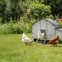 Chick’A® 4 Hen Chicken Coop “Harmony” Recycled plastic additional 5
