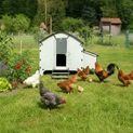 Chick’A® 6 Hen Chicken Coop “Harmony” Recycled plastic additional 3