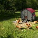 Chick’A® 8 Hen Chicken Coop “Harmony” Recycled plastic additional 4