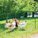 HL Poultry Net 25 m, green additional 3