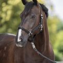 Nylon Halter Hippo, Cob additional 1