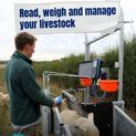 iLivestock eWeighDS Weigh Head additional 8