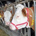 Cow Halter red additional 2