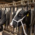 Sisal-PP Halter without clamp additional 2
