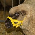 Sheep and Ram Halter, nylon additional 2