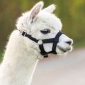 Alpaca Halter, adjustable, additional 2