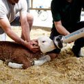 Dr Bron HK Calf Resuscitator additional 2