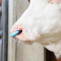 Cattle Weaner SuckStop additional 2
