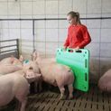 Pig Herding Board additional 4