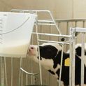 Feeding Bucket transparent additional 8