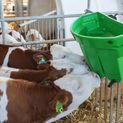 Calf Feeder Tray Multi Feeder additional 6