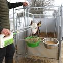 Calf Drencher Profi 2 litre, additional 6