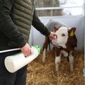 Calf Drencher MilkyDrencher additional 4