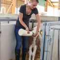 Calf Bottle MilkyFeeder additional 5