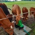 Pasture Pump P100, double additional 3