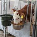 Feeding Bowl stainless steel additional 3